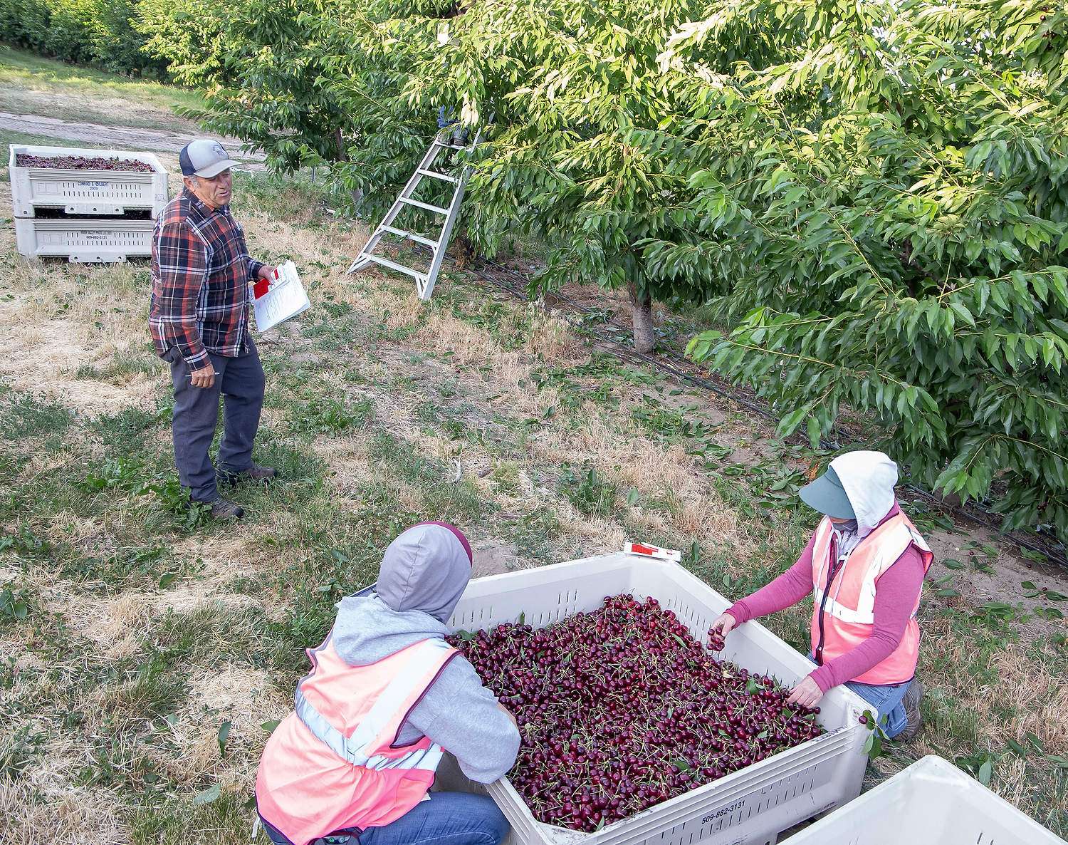 Prengaman: Charting a cherry conversation Lupe Muñoz, left, supervises cherry harvest in mid-June for River Valley Fruit near Grandview, Washington. Looking back on the 2025 season, industry leaders say a large volume of fruit at the start of the Northwest season hit the market when prices were still too high, and sales struggled. (Ross Courtney/Good Fruit Grower)