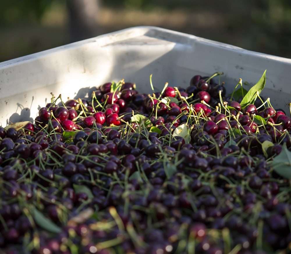 Chelan cherries gleam in the sunshine just after picking in early June in a Yakima Valley, Washington, orchard. (Ross Courtney/Good Fruit Grower)