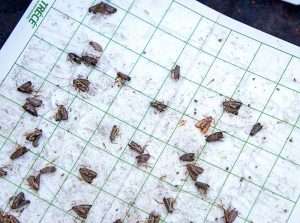 It’s easy to monitor moths when populations are high, but at low levels, traps can be inefficient. New models from WSU aim to provide more insight into the dynamics of low populations. (Ross Courtney/Good Fruit Grower)
