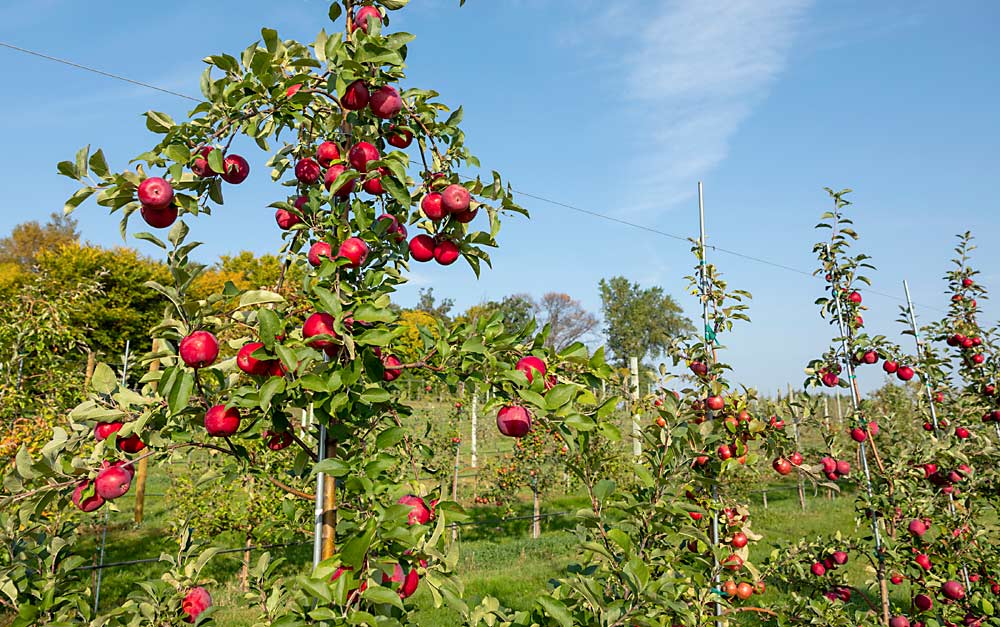 MN33 apples growing in a Minnesota orchard. The latest release from the University of Minnesota, MN33, marketed as Kudos, is a cross of Honeycrisp and Minnewashta (Zestar!). (Courtesy Dylan VanBoxtel/University of Minnesota)