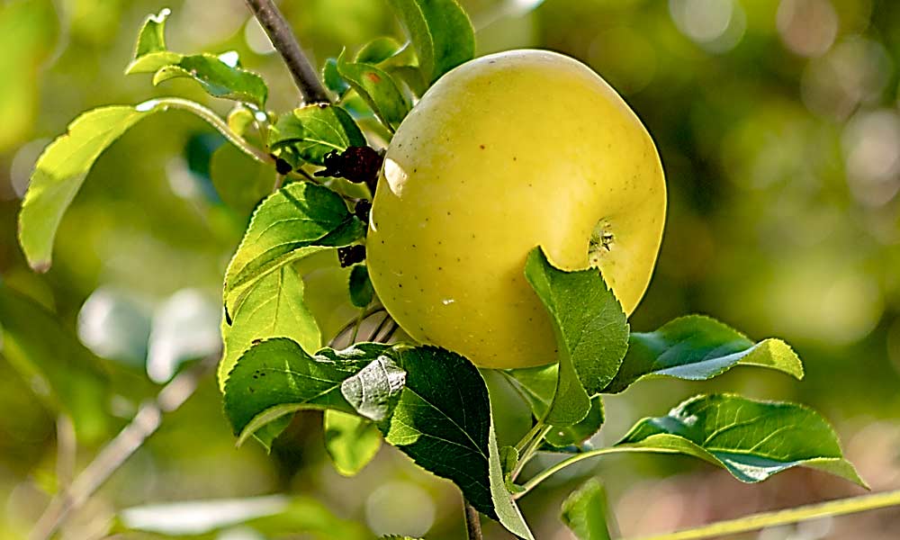 MAIA-AM: Trademark name pending. This Fuji/Honeycrisp cross ripens one week after Gala and has a long harvest window. (Courtesy Midwest Apple Improvement Association)