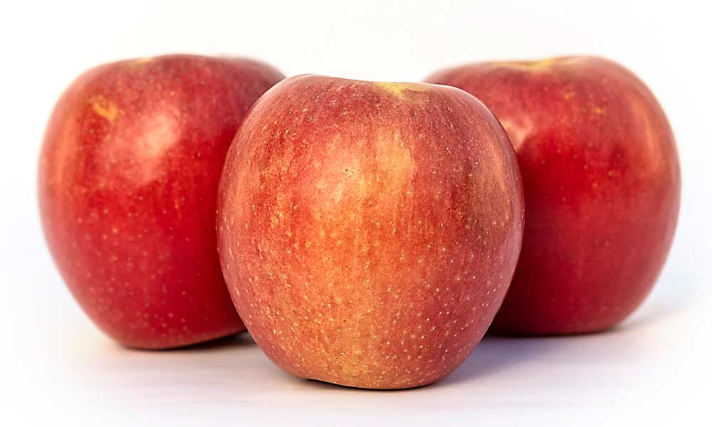 MAIA-L: Developed from an open-pollinated Sweet 16, the apple marketed as Ludacrisp matures with Fuji. Flavor improves greatly as it remains on the tree, so don’t pick too early. (Courtesy Midwest Apple Improvement Association)