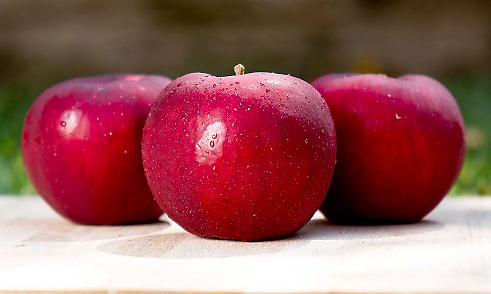 MAIA-SM: Honeycrisp/Winecrisp cross, marketed as Sweet Maia. Harvests two or three weeks before Gala. Store at 38 degrees. (Courtesy Midwest Apple Improvement Association)