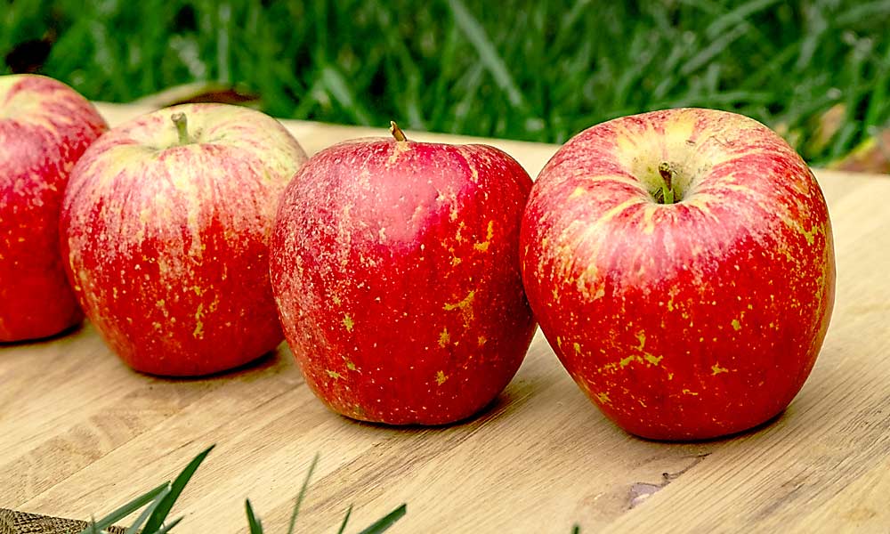 MAIA-T: Marketed as Scruffy, this product of an open-pollinated Honeycrisp harvests one to three weeks after Gala. (Courtesy Midwest Apple Improvement Association)