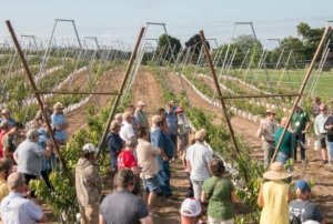 Participants of the International Fruit Tree Association visit a Michigan State University sweet cherry research trials in July at Riveridge Land Company in Grand, Michigan, during the International Fruit Tree Association Study Tour. Horticulturist Greg Lang is in the first of a three year trial growing six rows of Pearl cherries on Gisela 5 rootstocks using a variety of trellised training systems to see which reaches the seventh and top trellis first. (Ross Courtney/Good Fruit Grower)