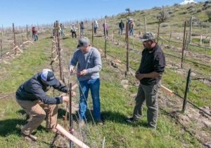 Vineyard manager Nick Mackay, center, and vineyard foreman Enrique Moreno, left, discuss pruning and tying strategies with new crew boss Luis Ruelas, while workers wait for instructions at Mercer Canyons in Alderdale, Washington, in March. (Ross Courtney/Good Fruit Grower)