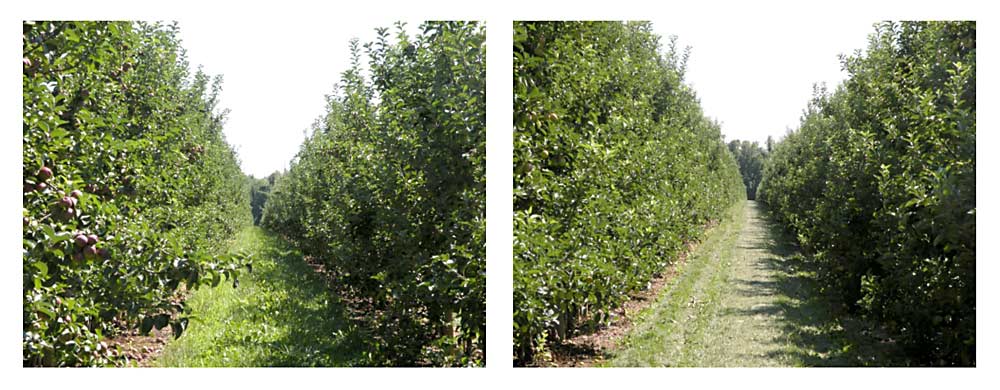 Before and after photos from a presentation by Mario Miranda Sazo, a Cornell Cooperative Extension horticulturist, at the Washington State Tree Fruit Association’s annual meeting in December 2018 in Yakima, Washington. Miranda Sazo says converting a big, mature canopy to a 2D canopy makes the fruiting wall more uniform and more efficient for mechanization. (Courtesy Mario Miranda Sazo)