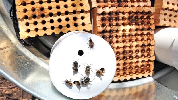 Dormant mason bees are delivered to the grower in a plastic tube with the hole taped closed. As soon as conditions warm up and the tape is removed, the bees will emerge. <b>(Courtesy of Crown Bees.)</b>