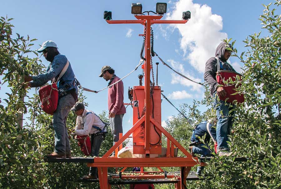 Ross Courtney/Good Fruit Grower Ismael Torres, center, a Stemilt supervisor, oversees a crew of H-2A laborers thinning Gala apples in June in Quincy, Washington. Torres has noticed H-2A workers more easily adjust to the teamwork required by platforms than local workers, who prefer to work solo on ladders. “If the group works together, they can make more money,” Torres said. (Ross Courtney/Good Fruit Grower)