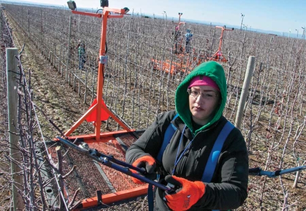 Jessica Medina of Columbia Fruit Packers prunes Kanza apples in February from atop a self-driving orchard platform while another passes in the background in Ephrata, Washington.  <b>(Ross Courtney/Good Fruit Grower)</b>