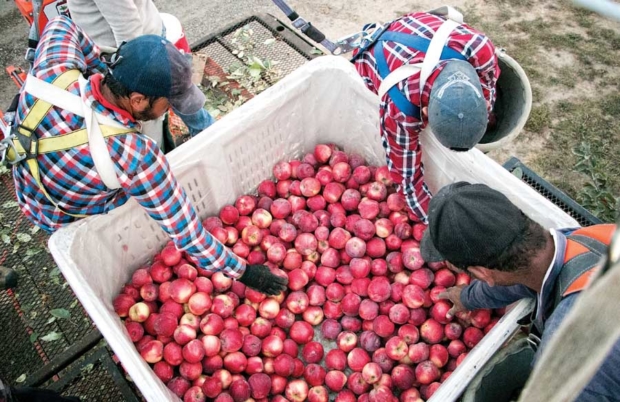 From left, Alejandro Salcido, Jesus Ventura and Anael Ruiz carefully place ripe SweeTango apples into a bin on top of an automated platform in a Stemilt orchard in Quincy, Washington, in 2014. Harvesting on platforms requires employees to pool their earnings and split them evenly, which some are reluctant to do. <b>(TJ Mullinax/Good Fruit Grower)</b>