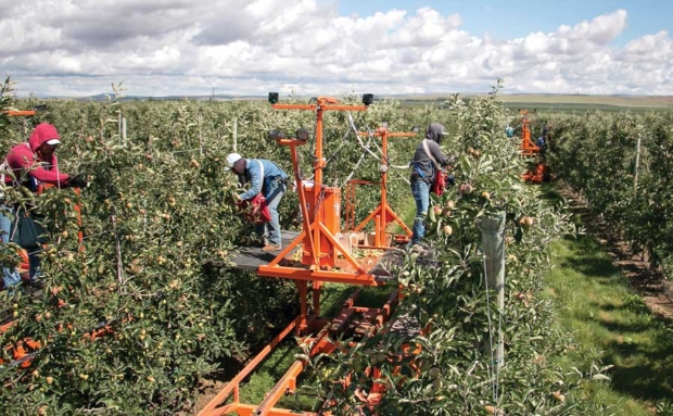 Crews of thinners atop three self-driven platforms work in June in a Stemilt Gala apple block in Quincy, Washington. Fostering teamwork is key to convincing reluctant employees to work on platforms. <b>Ross Courtney/Good Fruit Grower</b>