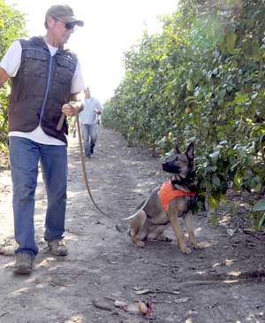 During training exercises in Florida, dogs found citrus canker disease more than 99 percent of the time. (Courtesy Tim R. Gottwald/USDA-ARS)