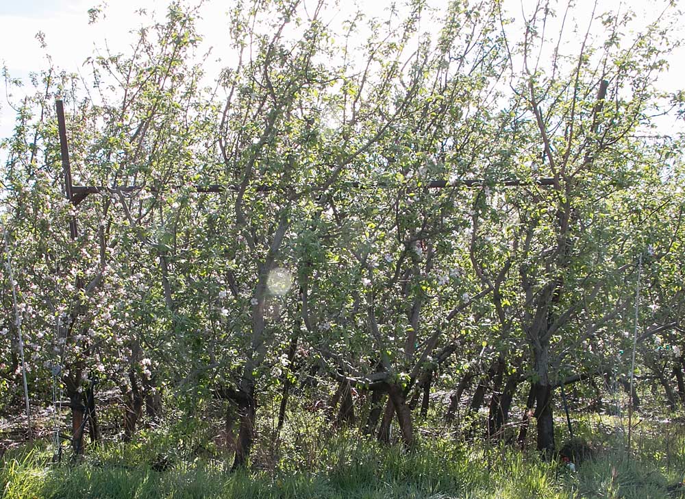 The exterior view of one of Guerrero's quadruple rows of Granny Smith trees, for which he issues small ladders for workers to pick. <b>(Ross Courtney/Good Fruit Grower)</b>