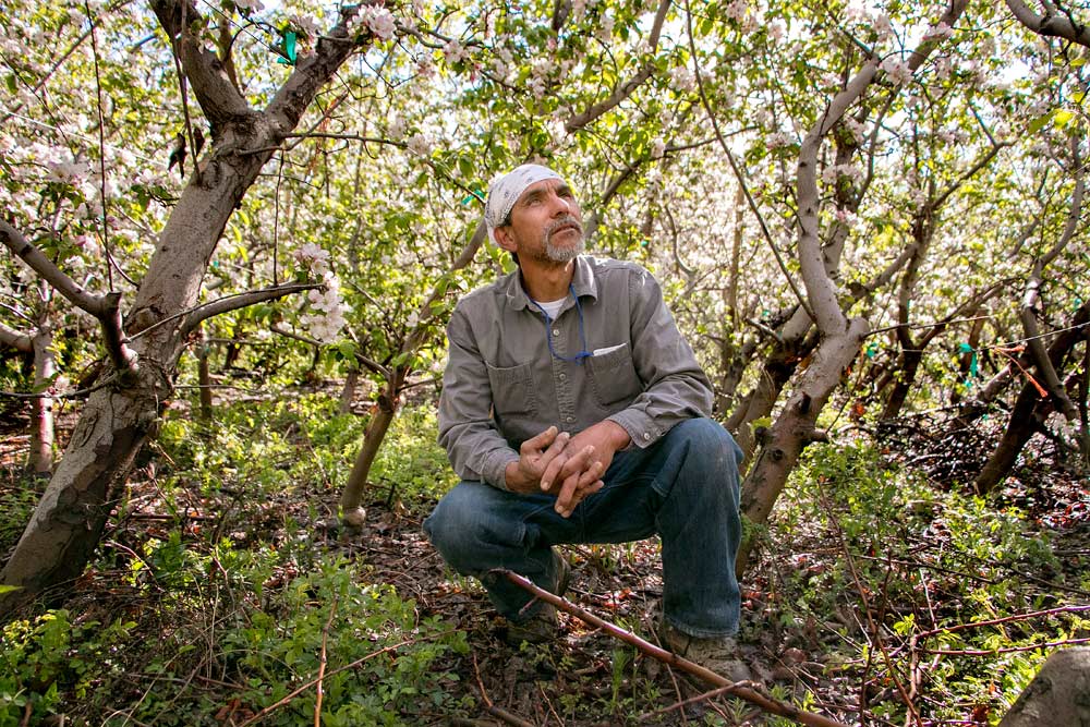 Roberto Guerrero under the early spring canopy of his quadruple row Granny Smith apples at his farm, ACMA Mission Orchards, in Quincy, Washington. This block is 19 years old, but Guerrero, known for unusual techniques, also has triple rows of younger trees. “I do things different,” he said. <b>(Ross Courtney/Good Fruit Grower)</b>