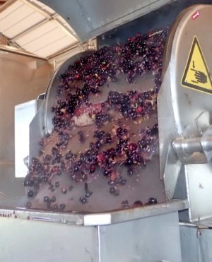 Photo by Leslie Mertz During the heating phase, fruit pulp separates from the juice. The slow heating and rapid cooling process have concentrated the color, tannins, and sugar in these grapes, while removing detracting characteristics, including the vegetal taste that is common in fruits that have not achieved their full ripeness. Photo by Leslie Mertz.