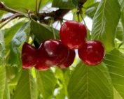 Northwest cherry growers have begun the 2024 harvest and expect high quality and good volumes into July. (Courtesy Northwest Cherries)