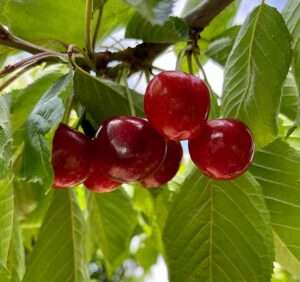 Northwest cherry growers have begun the 2024 harvest and expect high quality and good volumes into July. (Courtesy Northwest Cherries)