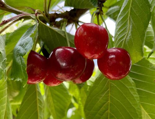 Northwest cherry growers begin 2024 harvest