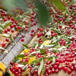 The U.S. tart cherry industry is seeking a geographical indication for its domestically produced Montmorency tart cherries, such as these being harvested in Northwest Michigan in July 2021, as a way to differentiate its products from foreign competition. (Matt Milkovich/Good Fruit Grower)