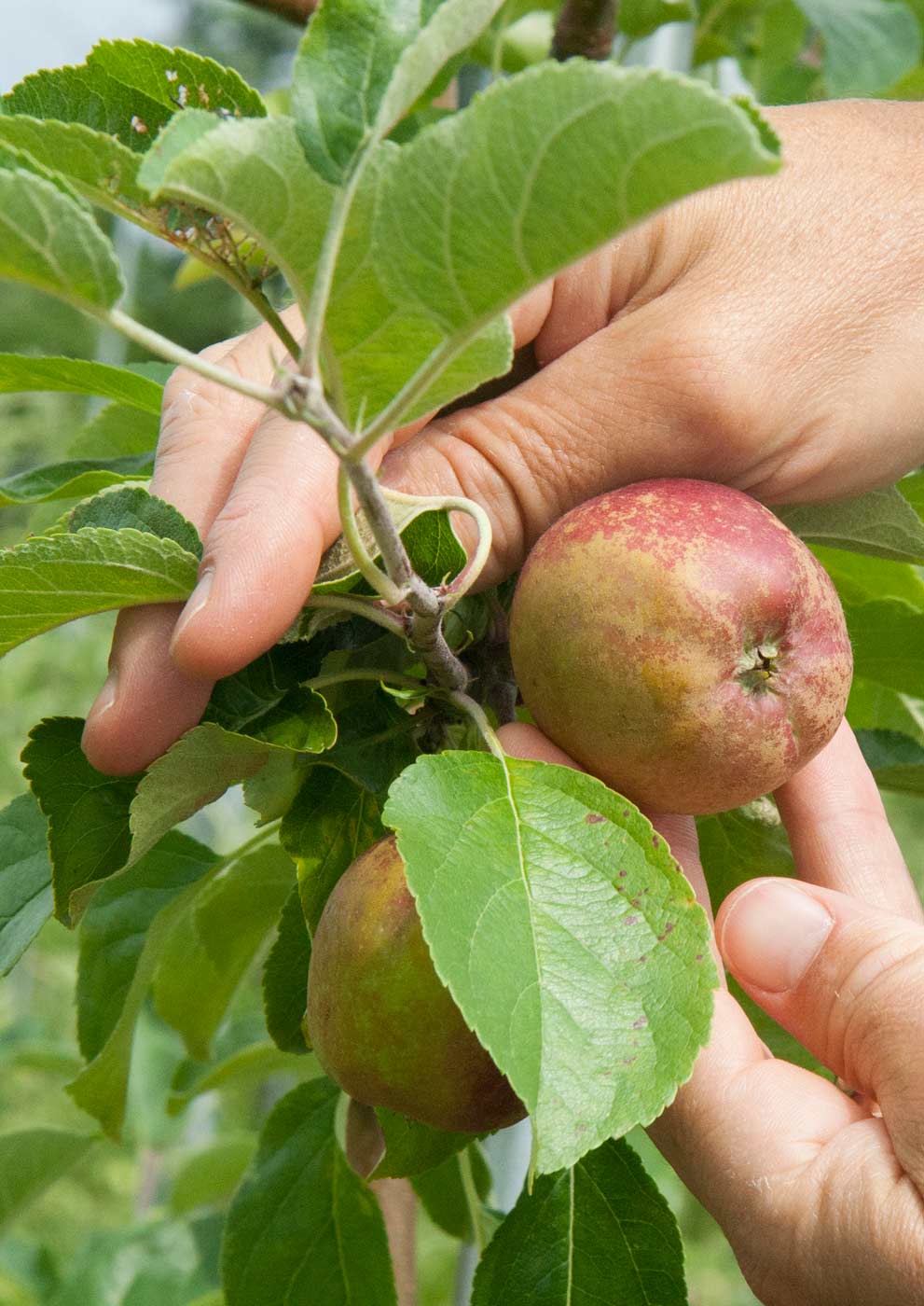 Modi apples show signs of russeting from copper sprays used to control fire blight in an organic rootstock trial planted at Cornell Orchards in New York. <b>(Kate Prengaman/Good Fruit Grower)</b>