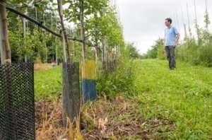 In the Northeast, organic apple orchards face tough competition from weeds, and more than one method of weed control appears to be needed, said Cornell University horticulturist Greg Peck, shown here on a July tour of his organic weed strip trials in Ithaca, New York. (Kate Prengaman/Good Fruit Grower)