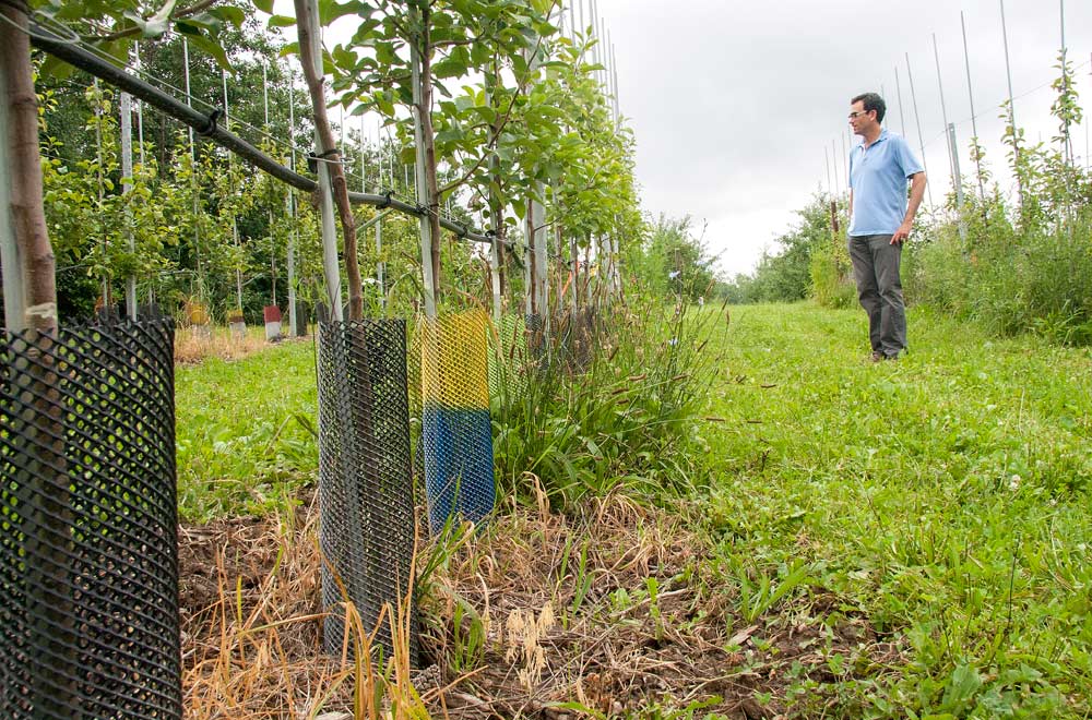 In the Northeast, organic apple orchards face tough competition from weeds, and more than one method of weed control appears to be needed, said Cornell University horticulturist Greg Peck, shown here on a July tour of his organic weed strip trials in Ithaca, New York. <b>(Kate Prengaman/Good Fruit Grower)</b>