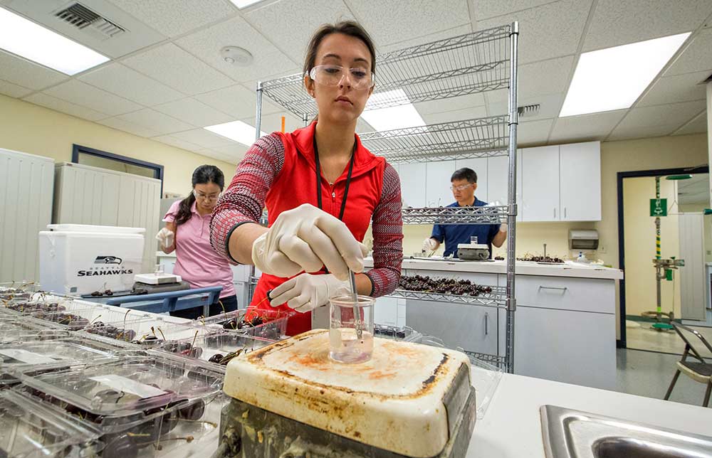 Hannah Webb inoculates Bing cherries with Botrytis cinerea fungus spores along with Jae Kwak, left, and Richard Kim, right, during natamycin trials in mid-June, 2016. Over four years ago, Kim and colleagues began conducting trials that found the fungicide helps prevent postharvest fungi in pome, stone, cherries and citrus fruits. <b>(TJ Mullinax/Good Fruit Grower)</b>