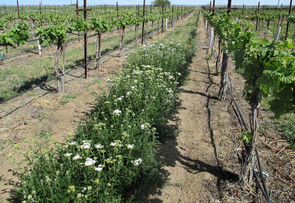 Yarrow, a native flowering plant, grows between trial vineyard rows at Washington State University's Irrigated Agriculture Research and Extension Center in Prosser, Washington. Native plants in and around vineyards and orchards attract beneficial insects such as pollinators and predators, James said. <b>(Courtesy David James)</b>
