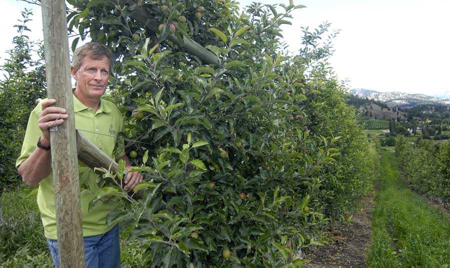 Neal Carter at his orchard in Summerland, British Columbia, is unshakeable in his belief that the GMO apple will change the fruit industry for the better. He plans to introduce more GMO apple varieties and later GMO cherries and pears. <b>(Courtesy Sally Tonkin)</b>