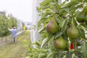 Pear trees in a Washington State University research orchard