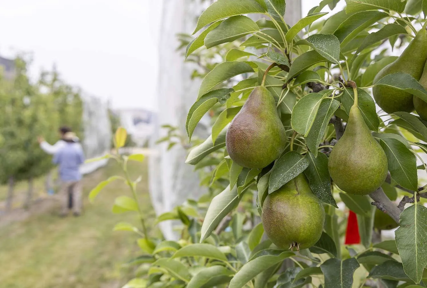 Pear trees in a Washington State University research orchard