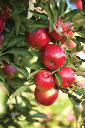 RubyFrost—a cross between Braeburn and Autumn Crisp—is one of the first managed varieties developed by Cornell University. Courtesy Robin Leous, Crunch Time Apple Growers