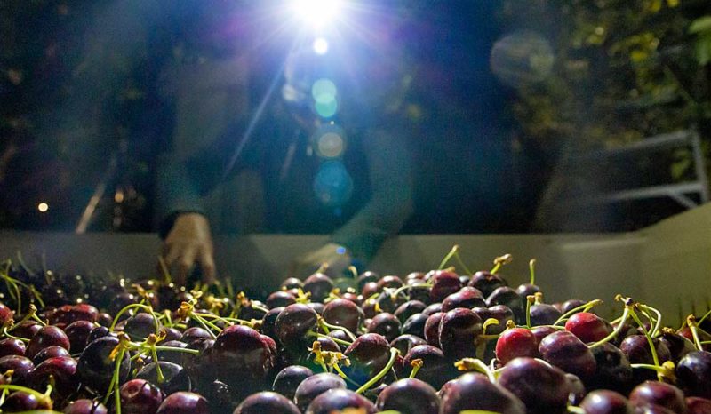 Cherry Growers Harvest At Night To Beat Record Setting Heat Wave Good