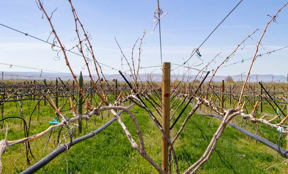 A divided trellis system that opens the canopy provides the core of Paul Vandenberg's management system, like this 5th leaf cabernet that still has some canes left to serve as spares for new cuttings. The training system has enabled Vandenberg to reduce all pesticide inputs to zero in his small vineyard in Zillah, Washington on April 23, 2018. (Kate Prengaman/Good Fruit Grower)