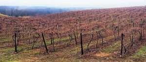 A Concord juice grape vineyard in Pennsylvania, part of the Lake Erie grape region. Concord growers rely on fungicides to protect against black rot and other diseases. (Courtesy Megan Luke/Lake Erie Regional Grape Program)