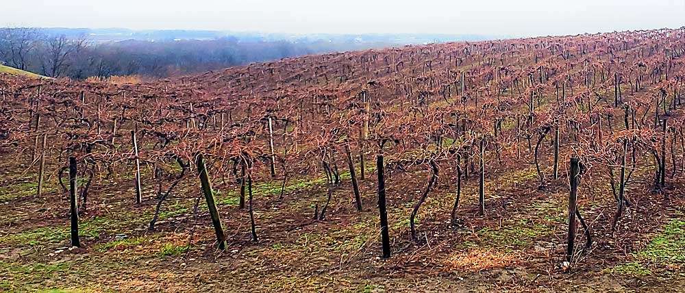 Fungicide label changes may challenge vineyard management A Concord juice grape vineyard in Pennsylvania, part of the Lake Erie grape region. Concord growers rely on fungicides to protect against black rot and other diseases. (Courtesy Megan Luke/Lake Erie Regional Grape Program)