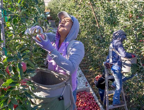 A healthy choice for Washington apples