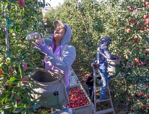 A healthy choice for Washington apples