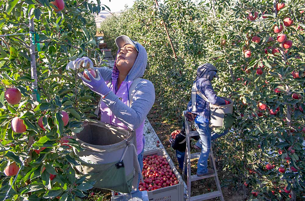 Jasmine Solarzano, left, and Elisa Cardenas pick Wildfire Galas in late August as the 2024 Washington apple harvest gets rolling at Olsen Bros. Ranches near Benton City. (Ross Courtney/Good Fruit Grower)