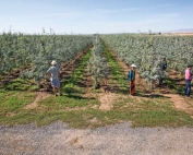 A Stemilt orchard managed by Dale Goldy is planted using a tall spindle system. The orchard was part of the first day of the IFTA Washington tour on July 15, 2015. (TJ Mullinax/Good Fruit Grower)