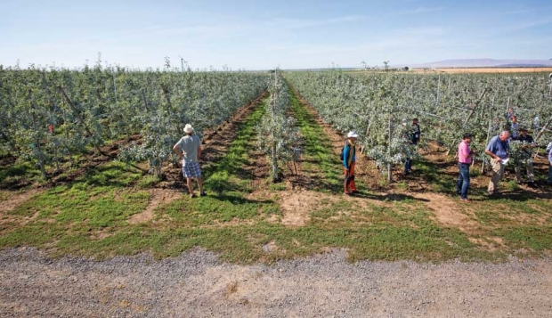 A Stemilt orchard managed by Dale Goldy is planted using a tall spindle system. The orchard was part of the first day of the IFTA Washington tour on July 15, 2015. <b>(TJ Mullinax/Good Fruit Grower)</b>