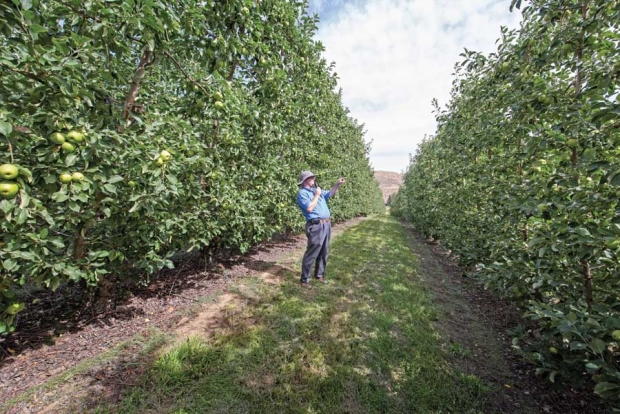 Jason Matson from Matson Fruit Company shows some of his Honeycrisp rows during the IFTA Washington tour on July 16, 2015. Matson says they were grafted in 2010 and spaced 5x16 with four leaders per stump in a V-trellis system about 12.5 to 13 feet tall. <b>(TJ Mullinax/Good Fruit Grower)</b>