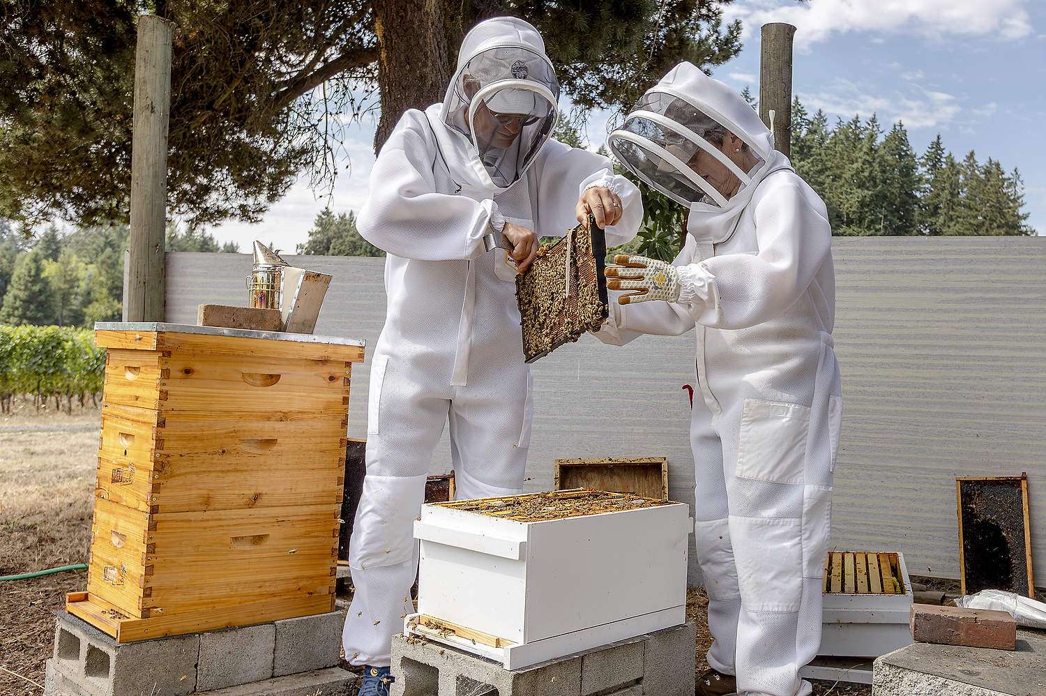 Clary: Farmer-focused funding Oregon State University’s Andony Melathopoulos, left, and Susan Sokol Blosser of Sokol Blosser Winery in Dundee, Oregon, check on a honey bee hive as part of a pollination research project supported by the Western Sustainable Agriculture Research and Education program. (Courtesy Western Sustainable Agriculture Research and Education)