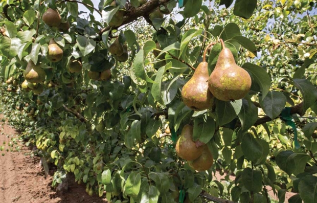An organic pear orchard near Mesa, Washington on July 15, 2015.<b>(TJ Mullinax/Good Fruit Grower)</b>