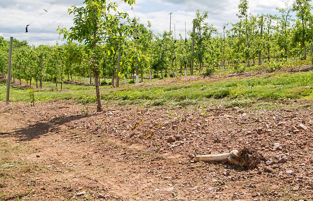 It’s been several years since seemingly healthy young trees began to rapidly decline from a not-yet-understood disorder known as rapid apple decline, including in this research block at Pennsylvania State University’s Fruit Research and Extension Center in Biglerville, Pennsylvania. PSU pathologist Kari Peter, who first described the disorder, says work is moving forward to determine if a newly discovered virus is the culprit, or at least part of the problem. (Kate Prengaman/Good Fruit Grower)