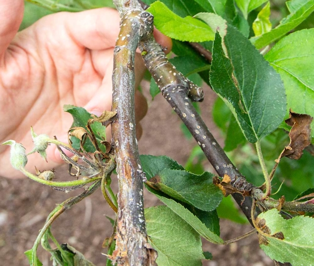 Stopping shoot blight - Good Fruit Grower