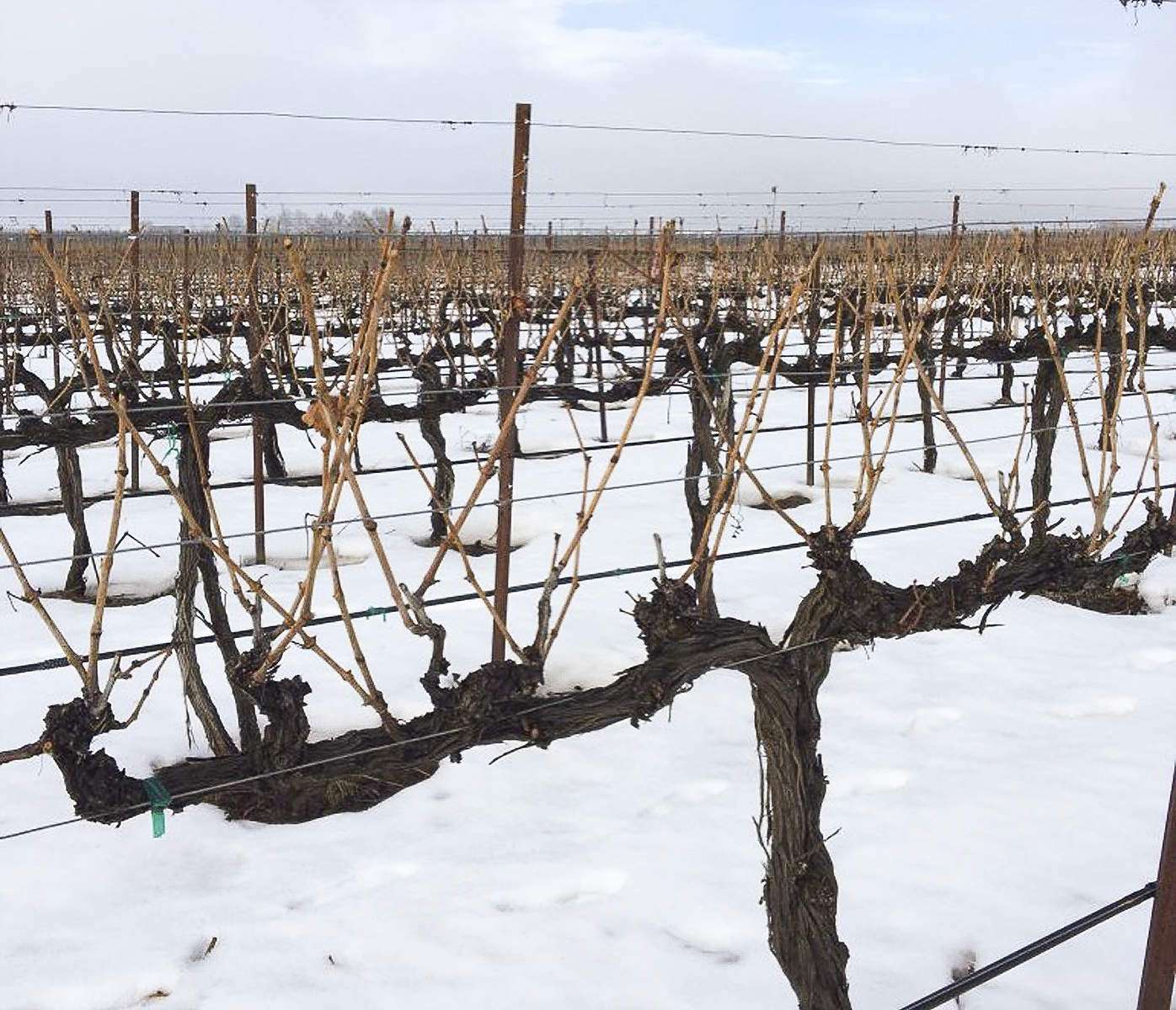 Michigan State University viticulture professor Paolo Sabbatini recommended cane pruning in two passes during a Great Lakes EXPO educational session. He suggested leaving extra canes early in the season, as insurance, then selecting the most viable canes later in the season. (Courtesy Paolo Sabbatini/Michigan State University)