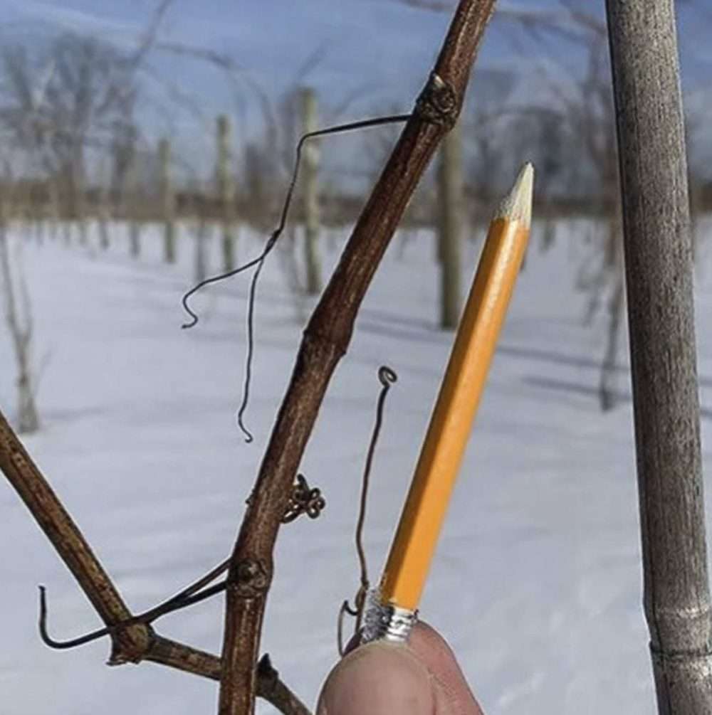 The pencil indicates the correct cane size to select during cane pruning. Growers want a cane that is roughly pencil-thick with a dark brown periderm color, Sabbatini said. (Courtesy Paolo Sabbatini/Michigan State University)