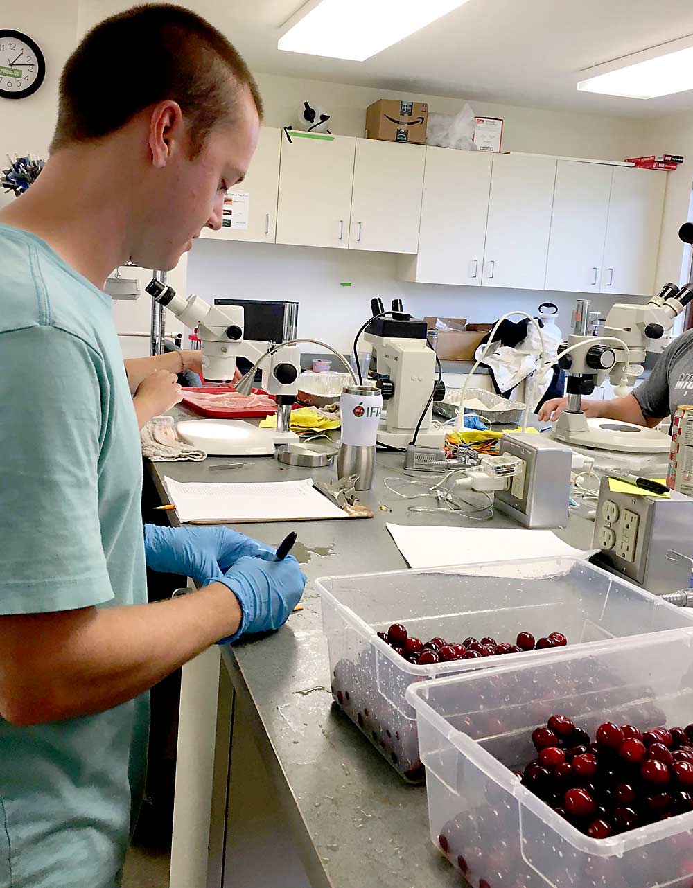 Nic Johnson prepares to add a brown sugar and water solution to containers of tart cherries as part of the larvae-counting process. (Courtesy Northwest Michigan Horticultural Research Center)